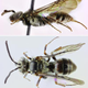 Illustration for article titled A new species of bee that survives solely by invading other beehives
